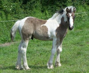 Click for larger image